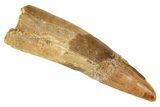 Bargain, Spinosaurus Tooth - Real Dinosaur Tooth #192183-1